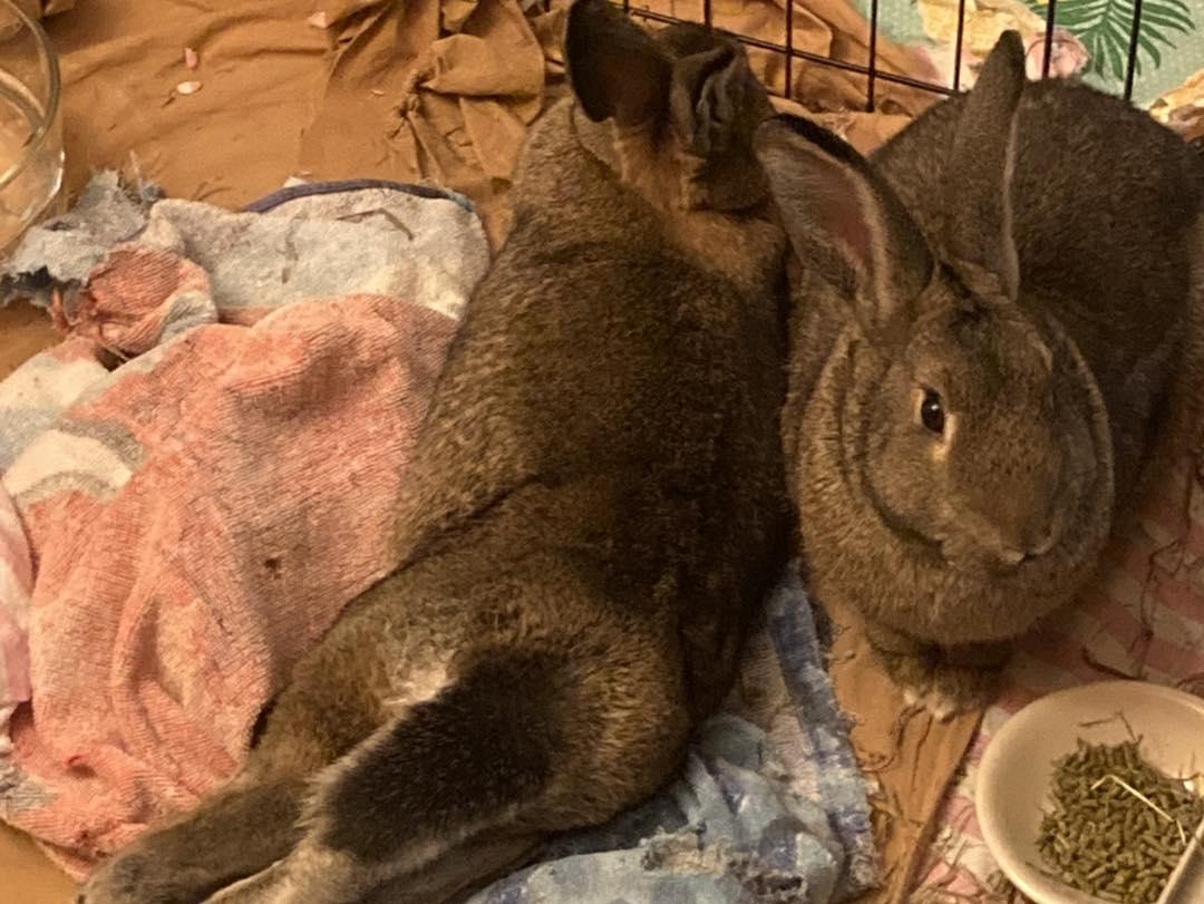 Tinker *bonded to Wheat*, Adoptable, Young Male Bunny Rabbit.
