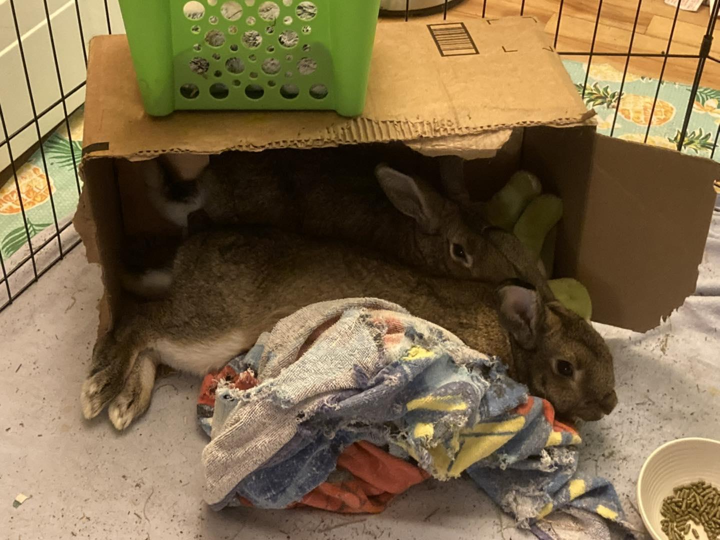 Tinker *bonded to Wheat*, a Adoptable mixed breed in Portland, ME image 2/3
