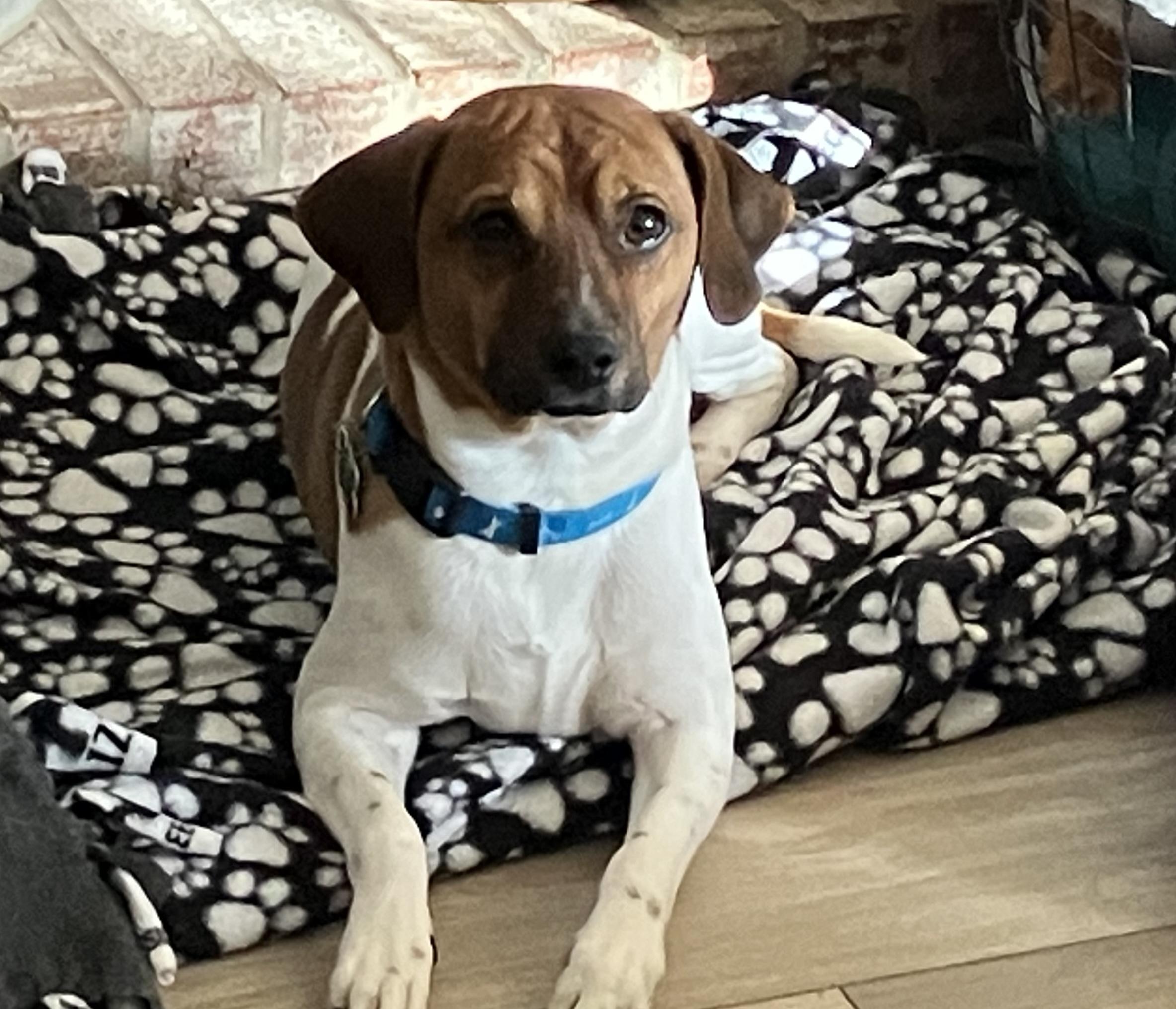 Enlarge Winston, an adoptable mixed breed in Aurora, IL image 5/5