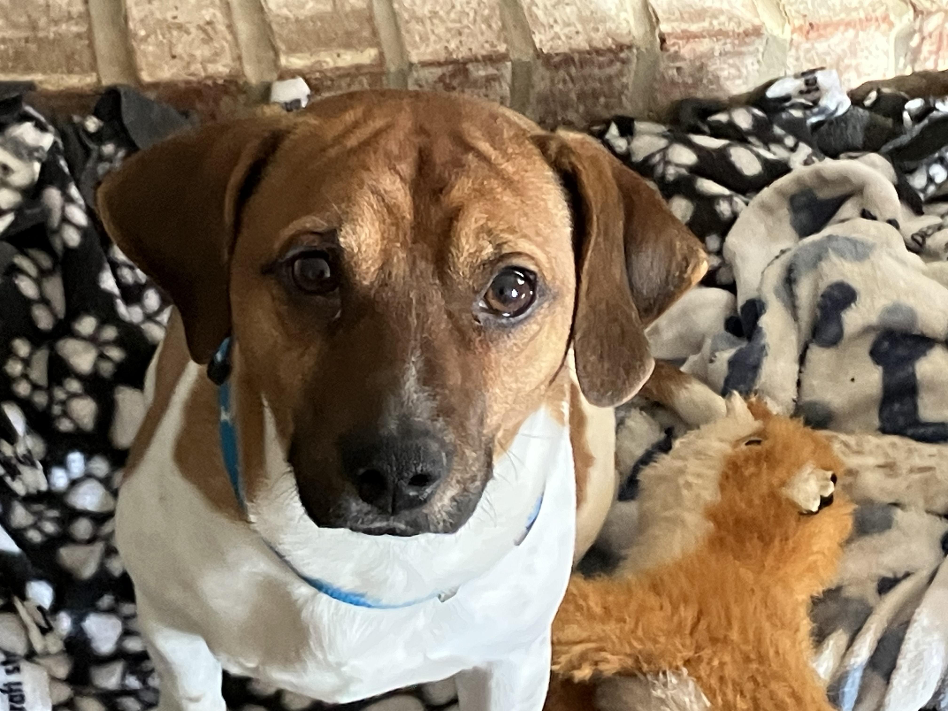 Enlarge Winston, an adoptable mixed breed in Aurora, IL image 1/5