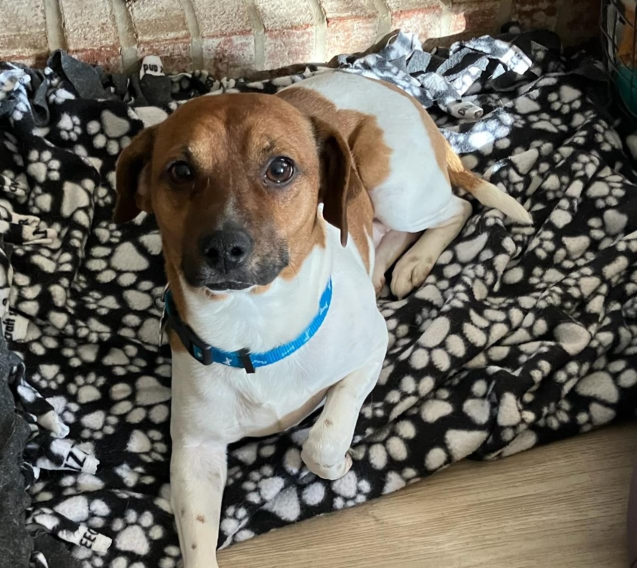 Enlarge Winston, an adoptable mixed breed in Aurora, IL image 2/5