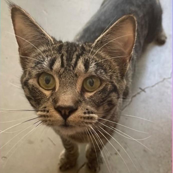 Avril, adoptable, Adult Female Domestic Short Hair.