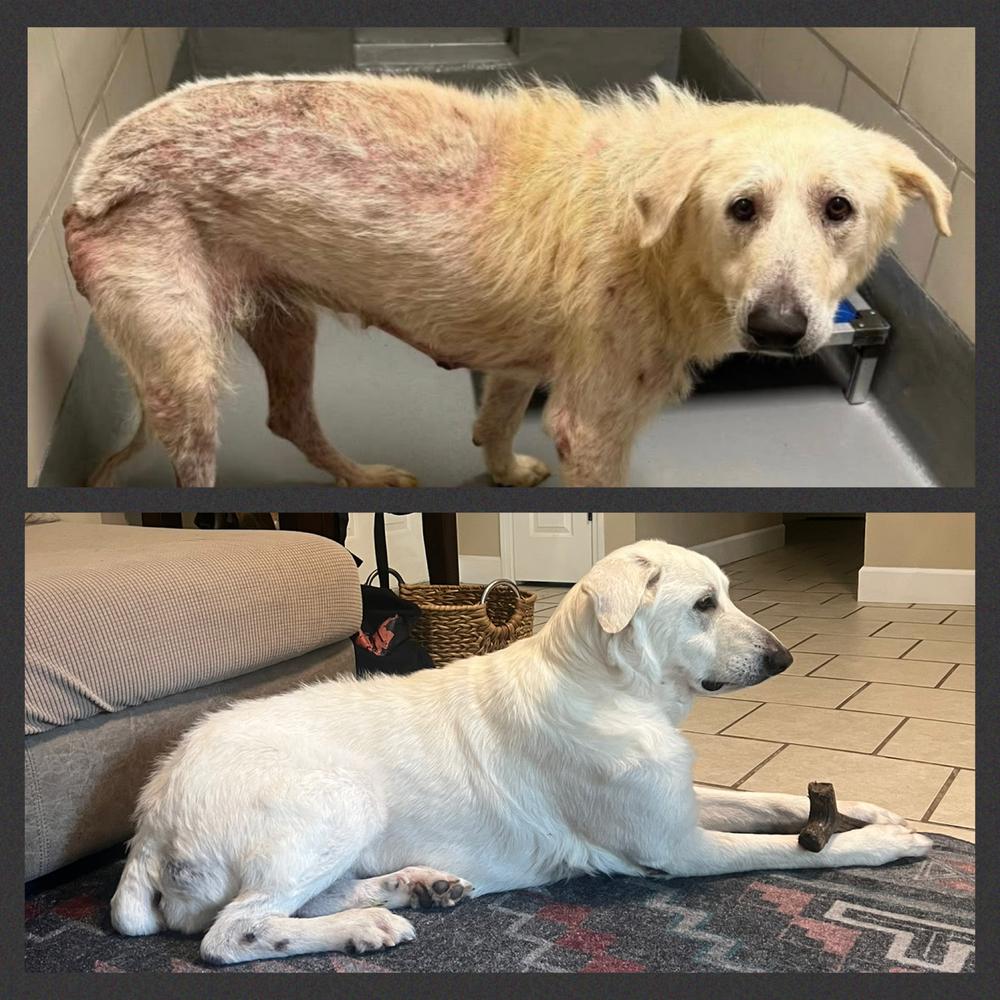 Jolene, Adoptable, Adult Female Anatolian Shepherd & Great Pyrenees.