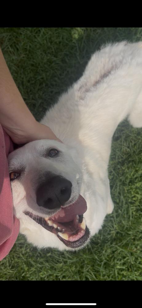 Jolene, a Adoptable mixed breed in Chattanooga, TN image 2/6