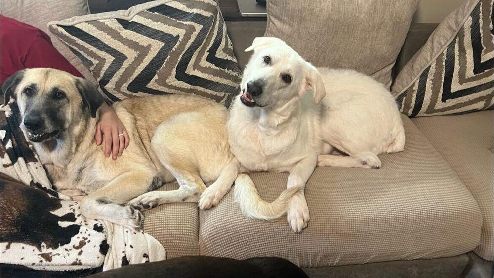 Jolene, a Adoptable mixed breed in Chattanooga, TN image 3/6