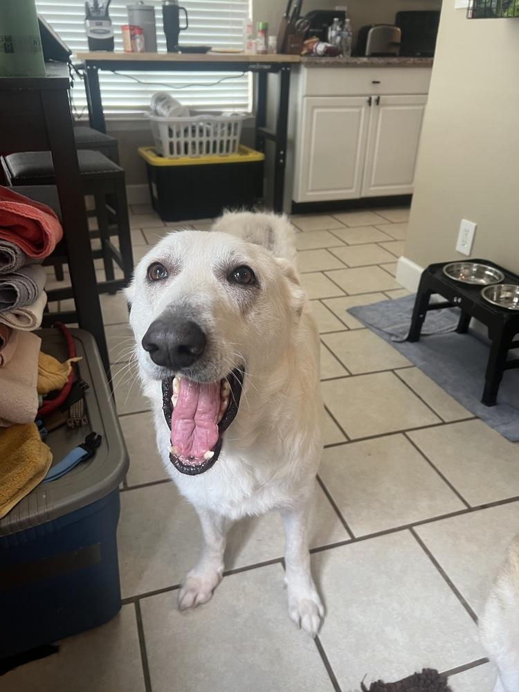 Jolene, a Adoptable mixed breed in Chattanooga, TN image 5/6