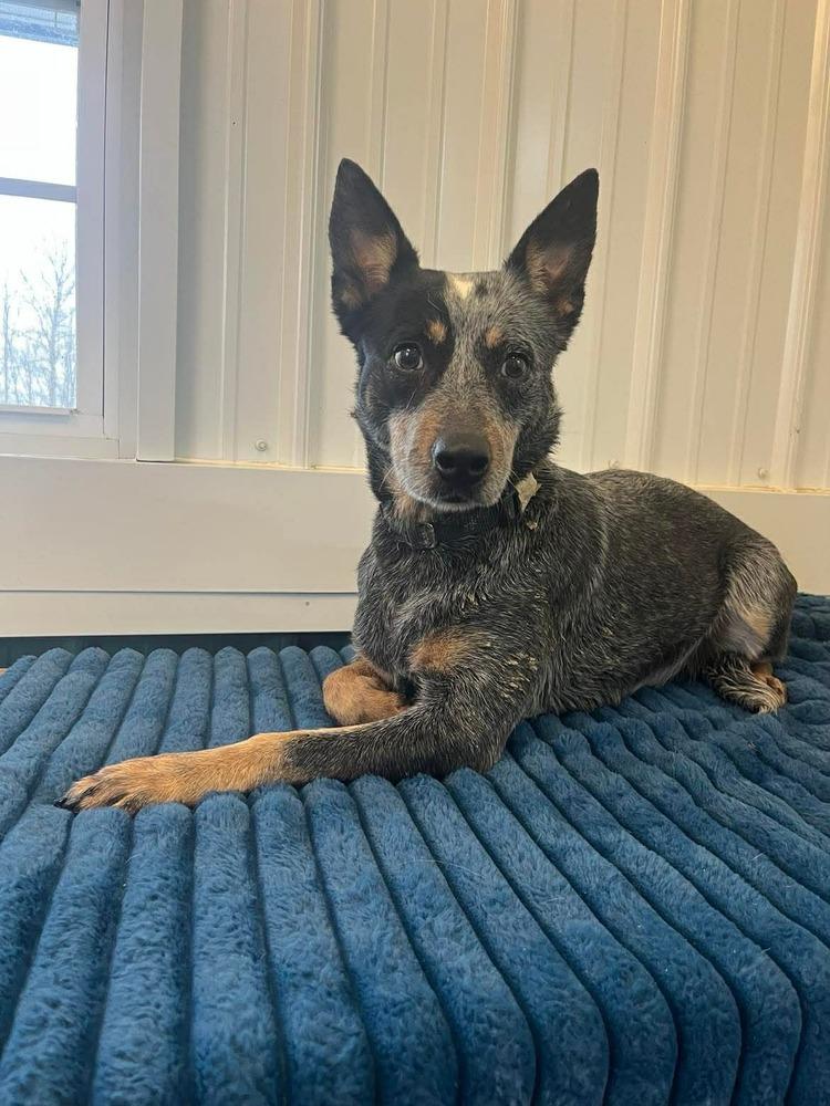 Luna, Adoptable, Adult Female Australian Cattle Dog / Blue Heeler & Australian Cattle Dog / Blue Heeler.