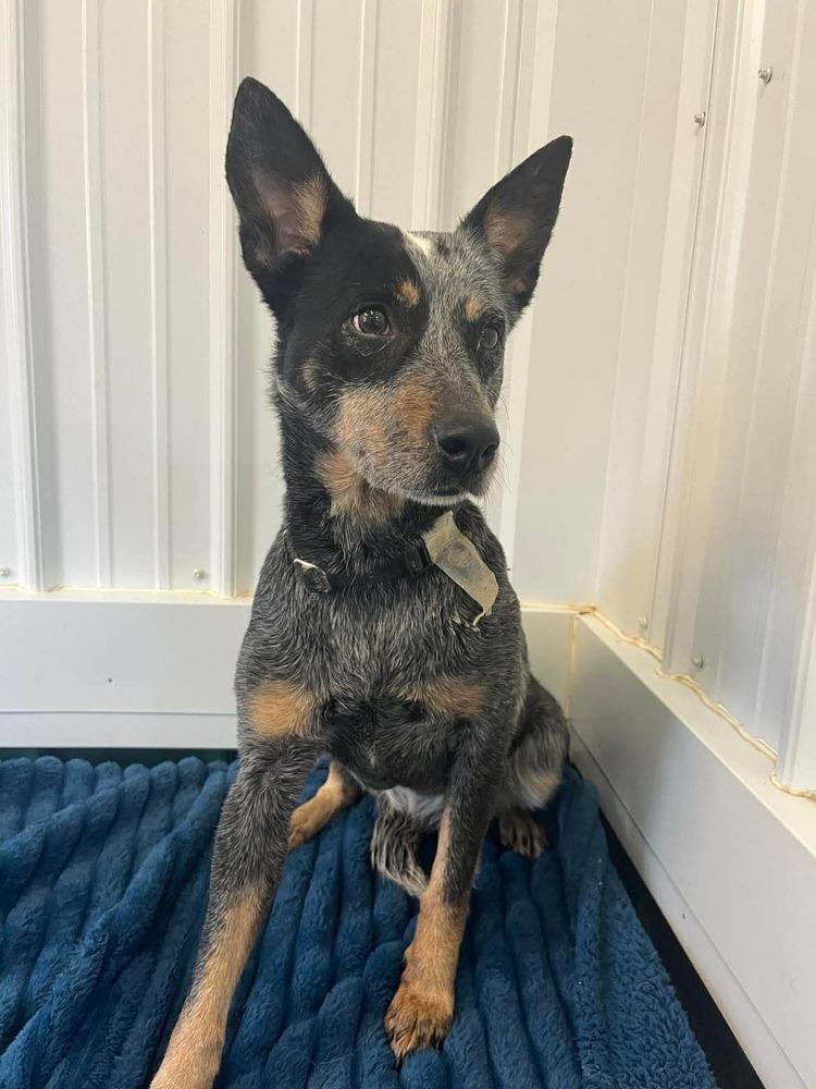 Enlarge Luna, a Adoptable mixed breed in Osgood, IN image 3/3