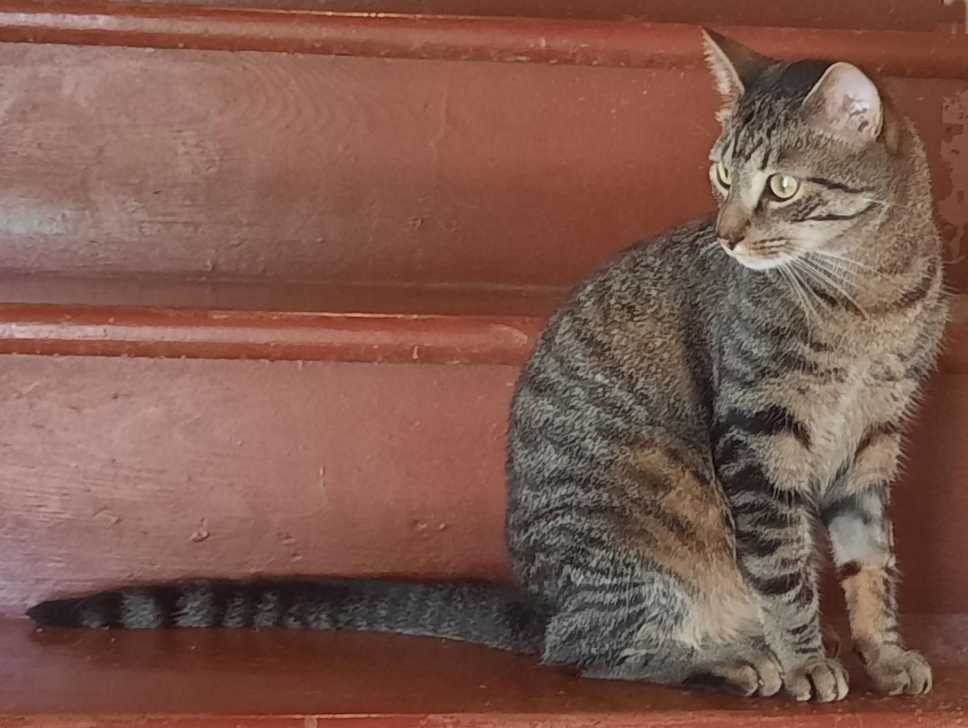 Bandit, a Adoptable Tabby in Mcconnelsville, OH image 2/3