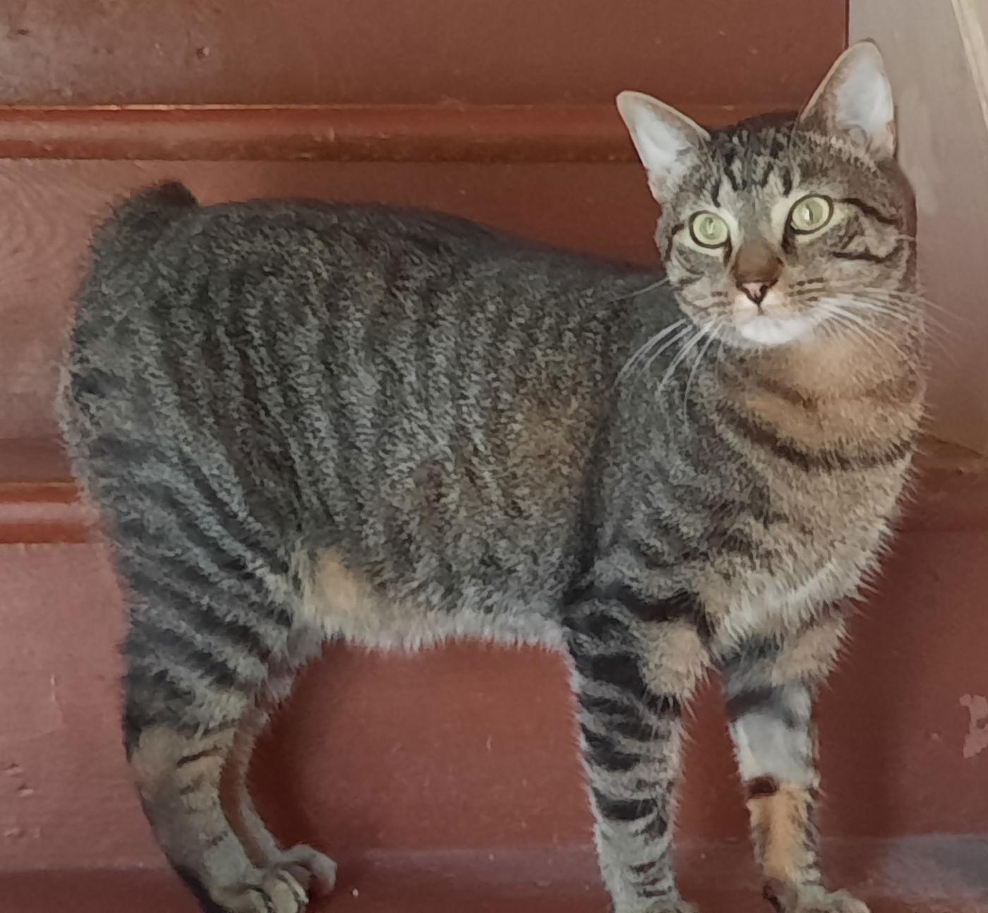 Bandit, a Adoptable Tabby in Mcconnelsville, OH image 3/3