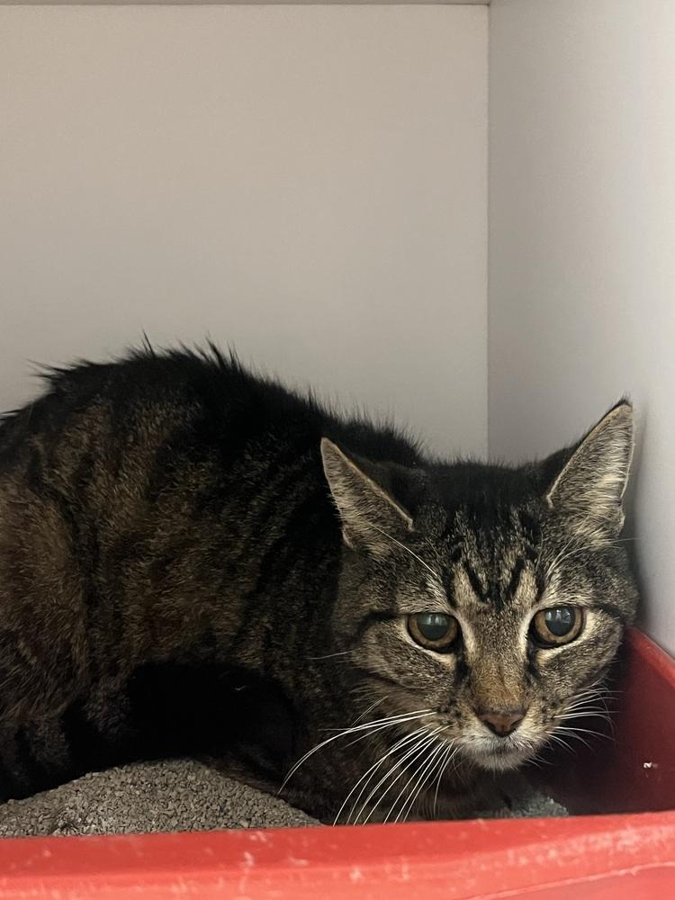 Ol' Yeller, Adoptable, Adult Male Domestic Short Hair.