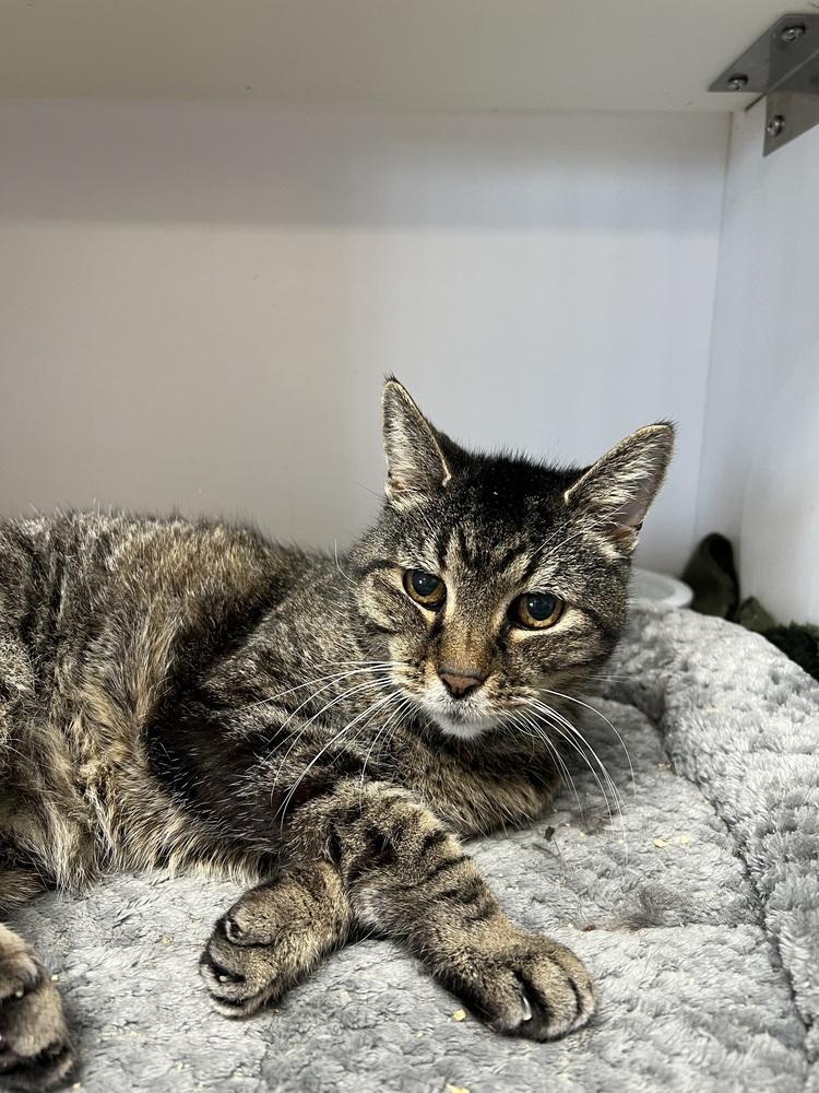 Ol' Yeller, a Adoptable Domestic Short Hair in Bolivar, MO image 2/2