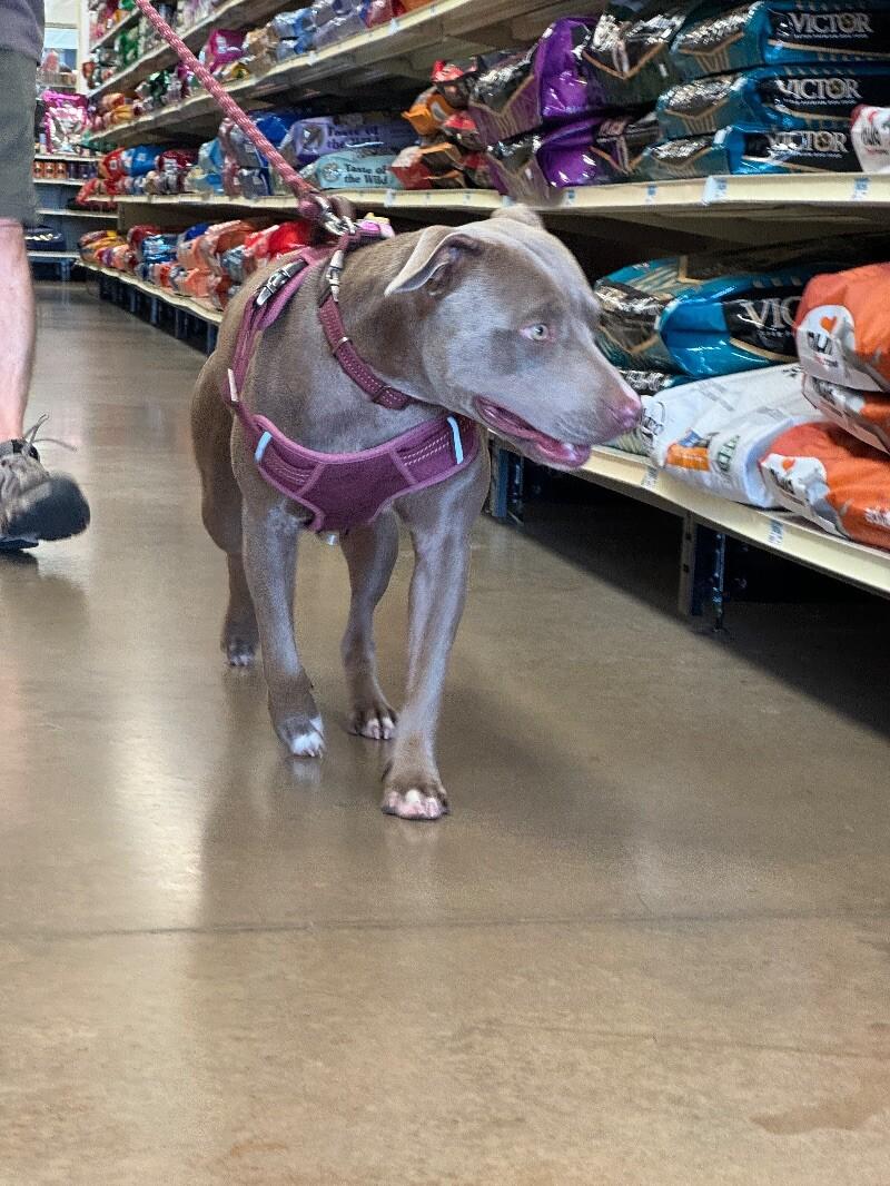 MISS NOVA, Adoptable, Adult Female Pit Bull Terrier.