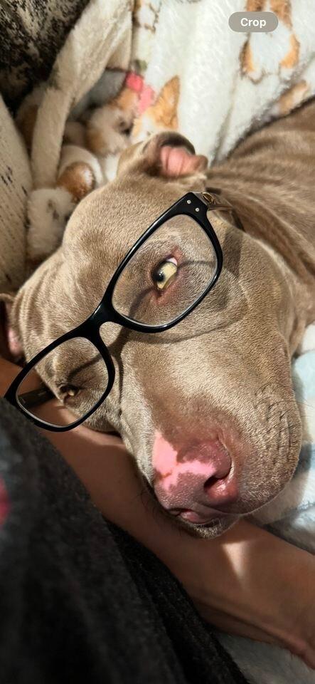 Enlarge MISS NOVA, a Adoptable Pit Bull Terrier in lawton, OK image 1/6