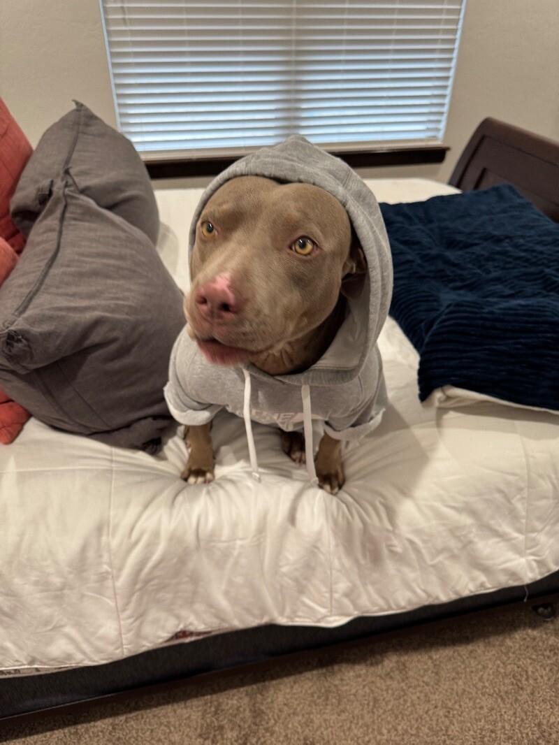 Enlarge MISS NOVA, a Adoptable Pit Bull Terrier in lawton, OK image 2/6