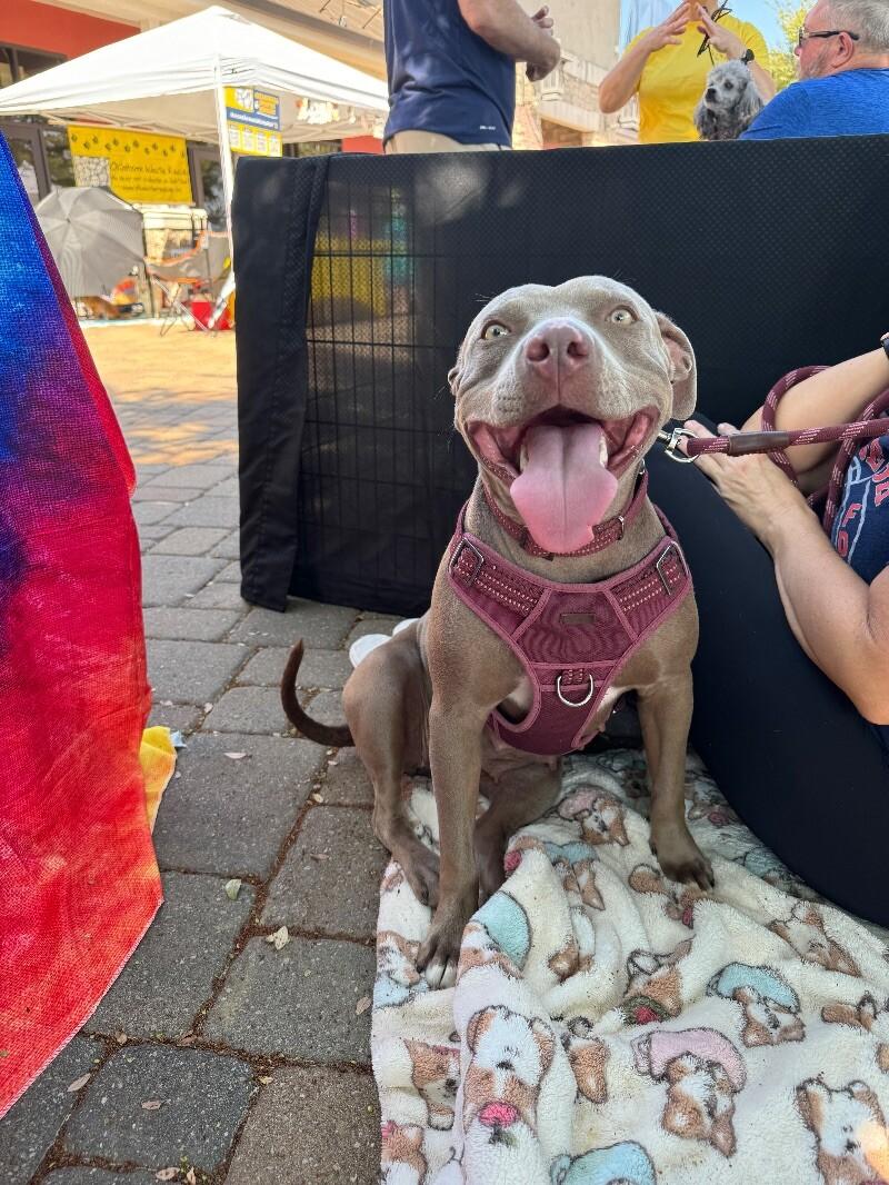 Enlarge MISS NOVA, a Adoptable Pit Bull Terrier in lawton, OK image 3/6