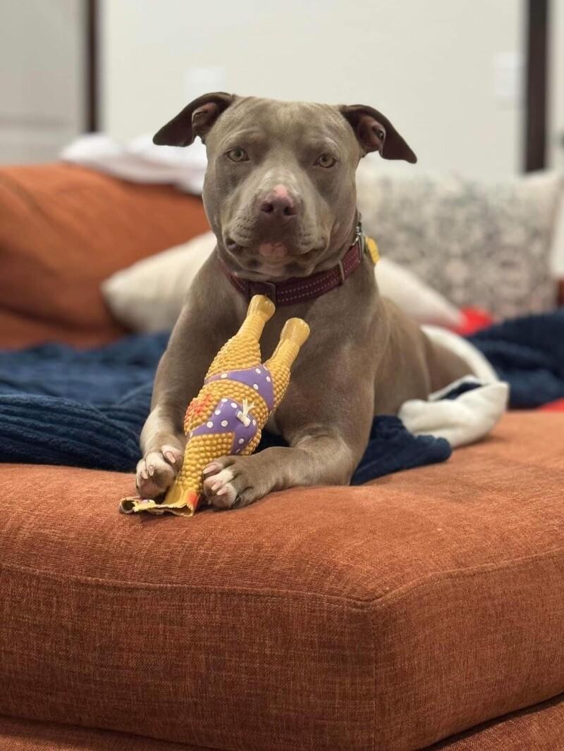 Enlarge MISS NOVA, a Adoptable Pit Bull Terrier in lawton, OK image 4/6