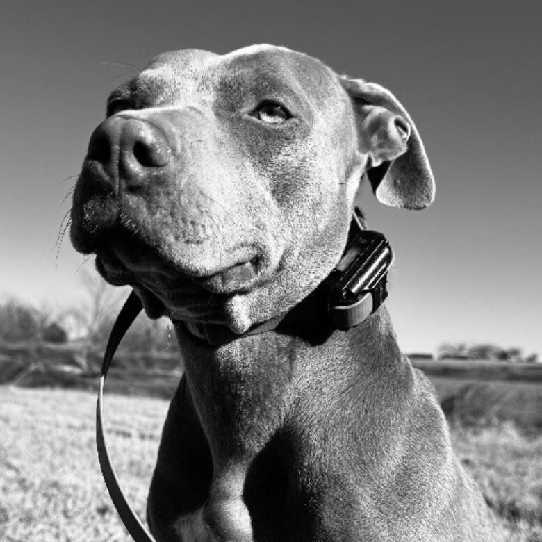 Enlarge MISS NOVA, a Adoptable Pit Bull Terrier in lawton, OK image 5/6