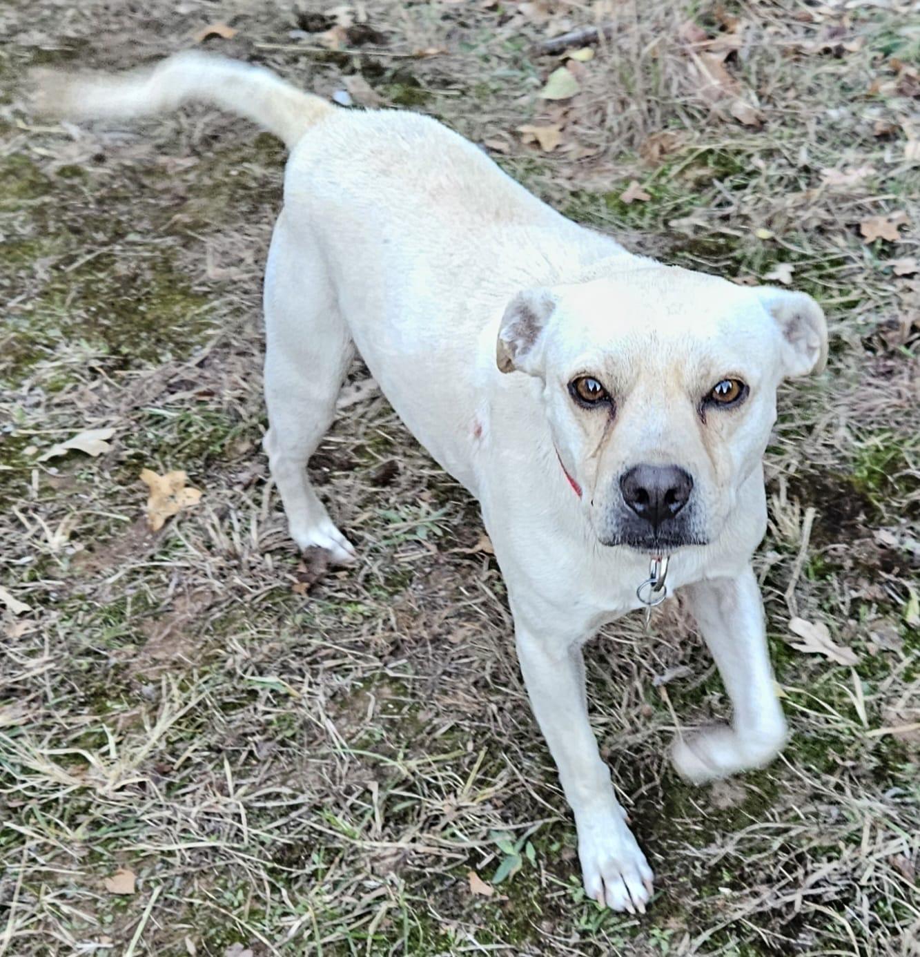 Enlarge Frosty, a Adoptable mixed breed in Pelham, NH image 4/6