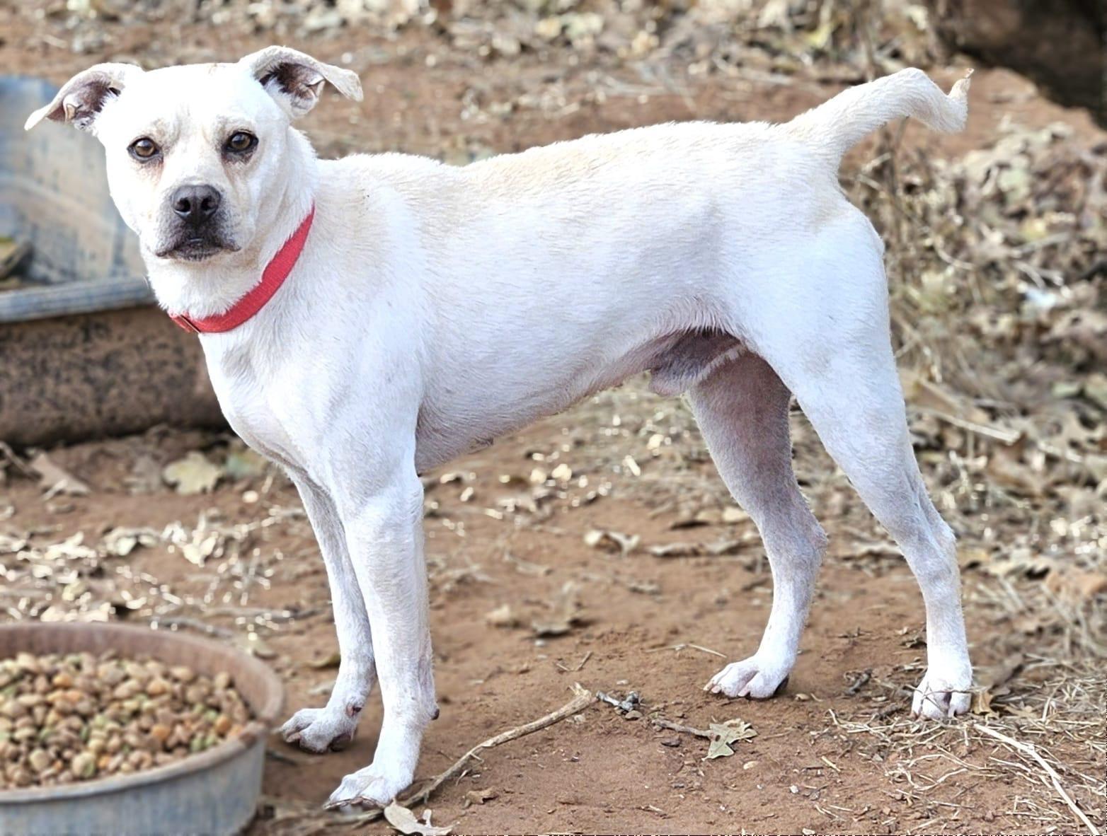 Enlarge Frosty, a Adoptable mixed breed in Pelham, NH image 2/6