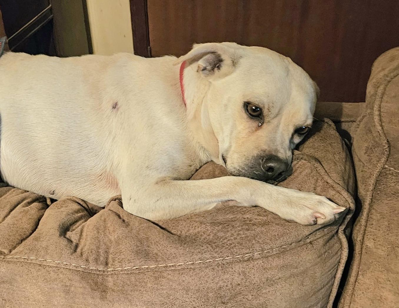 Enlarge Frosty, a Adoptable mixed breed in Pelham, NH image 5/6