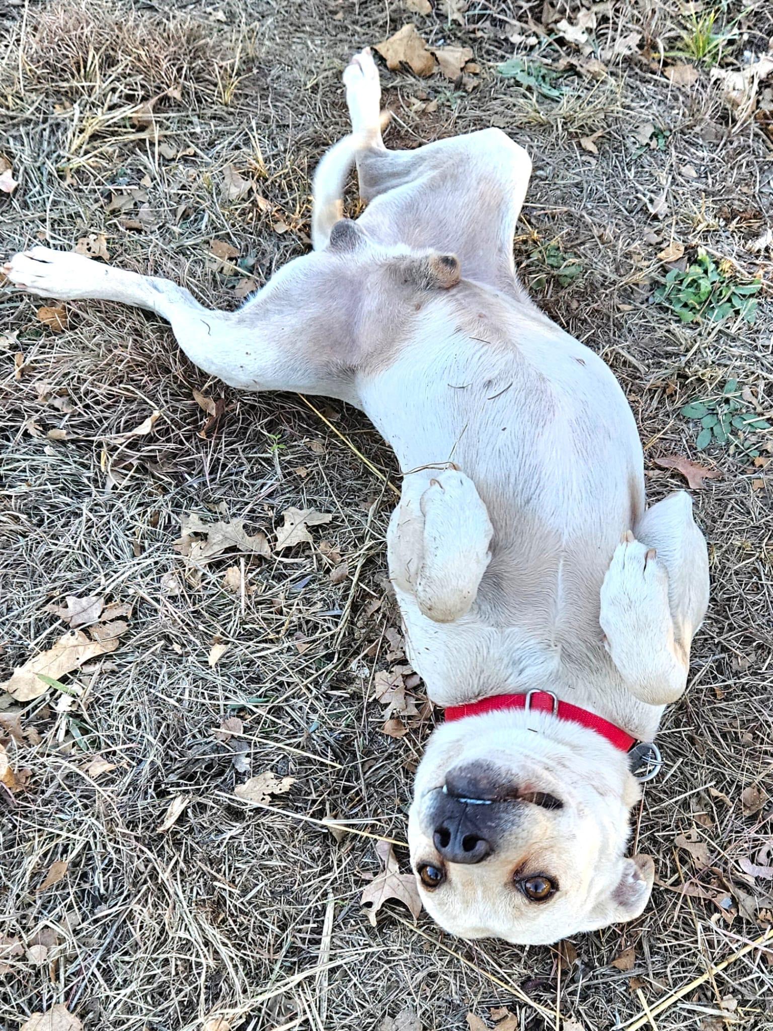 Enlarge Frosty, a Adoptable mixed breed in Pelham, NH image 3/6