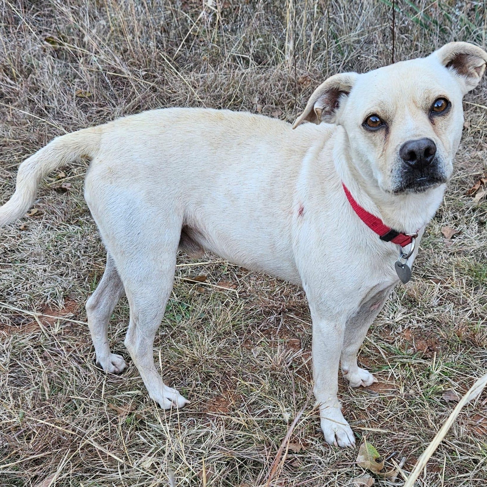 Enlarge Frosty, a Adoptable mixed breed in Pelham, NH image 1/6