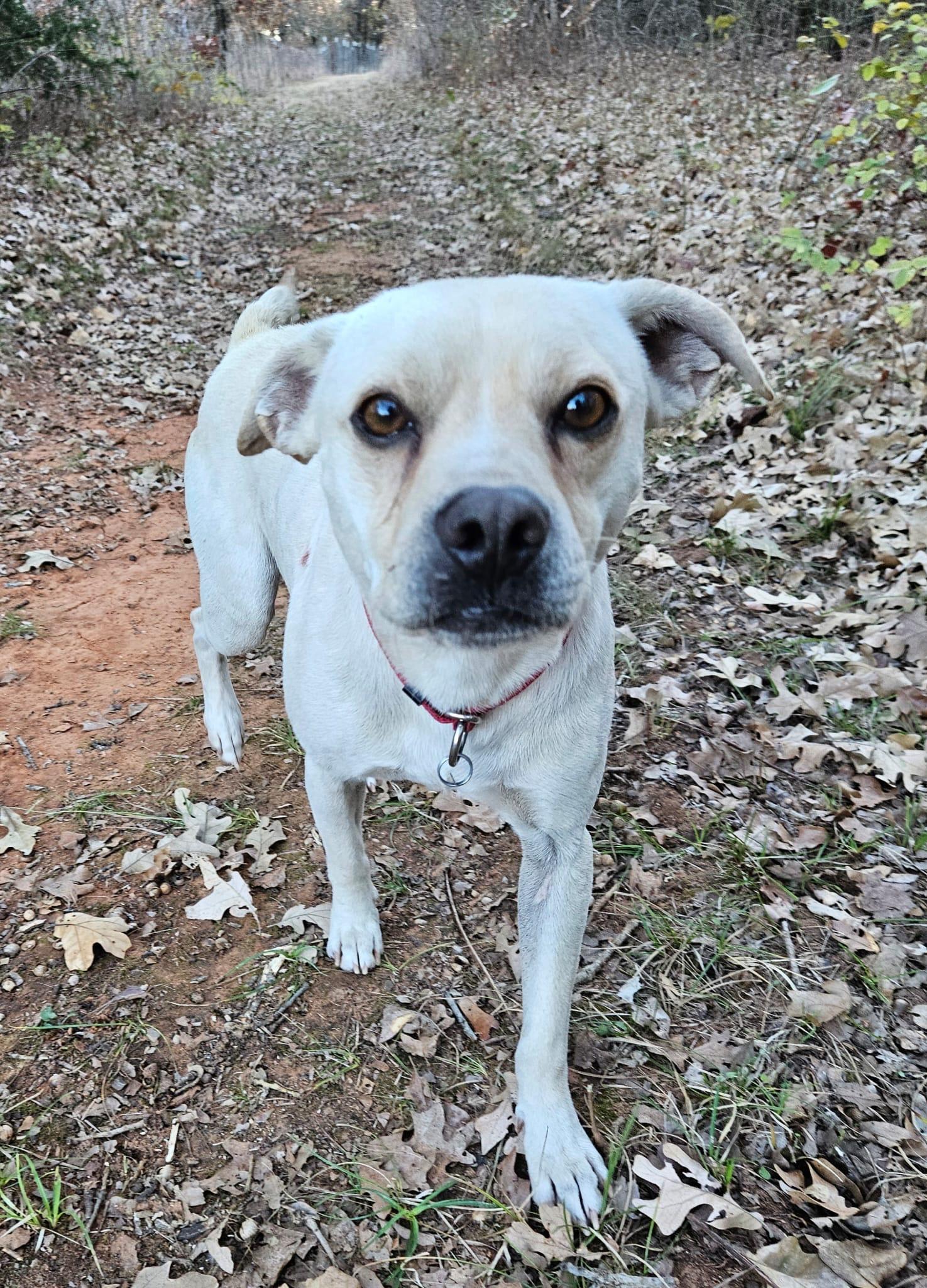 Enlarge Frosty, a Adoptable mixed breed in Pelham, NH image 6/6