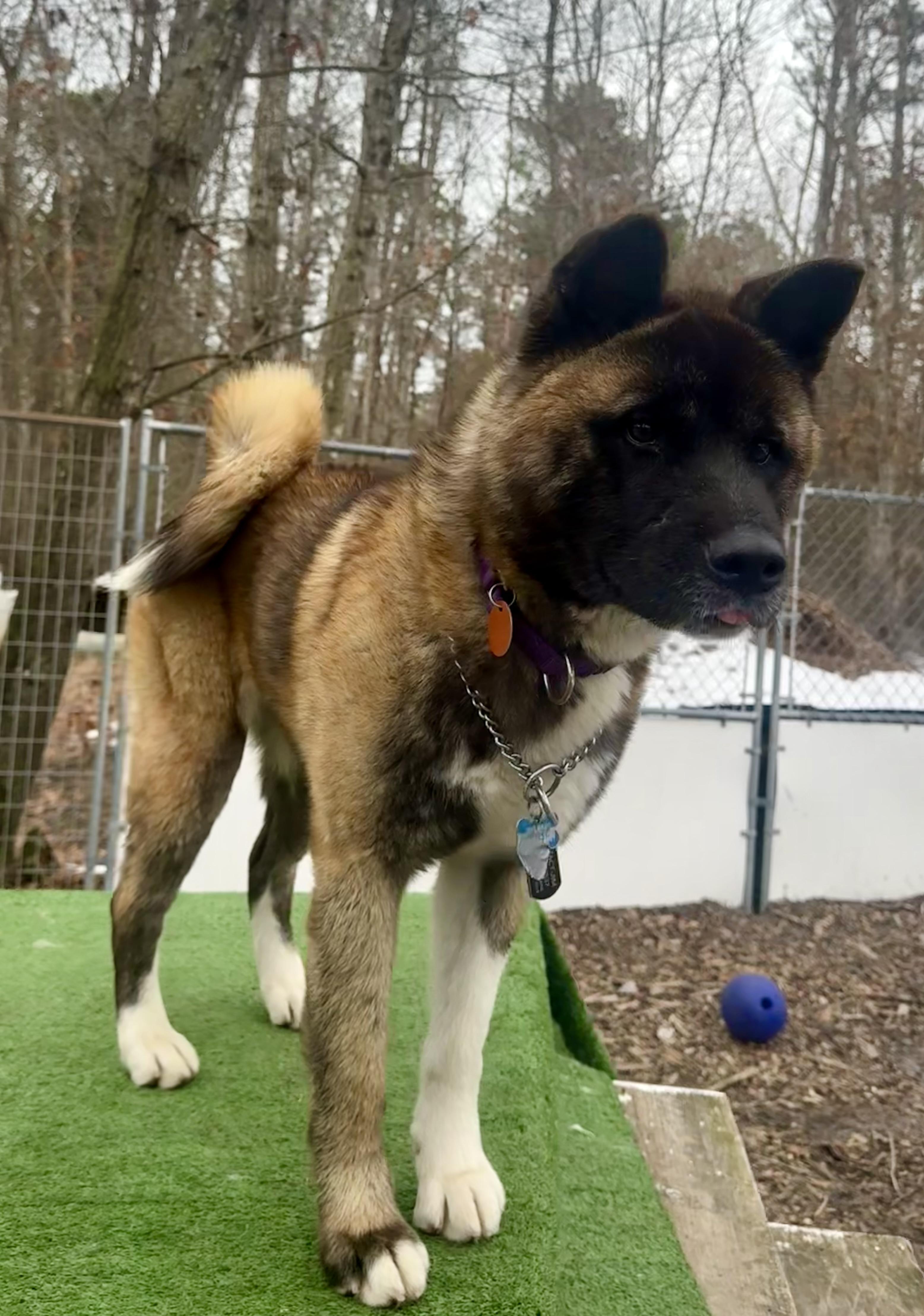 Kitsune, a ADOPTABLE Akita in Toms River, NJ image 4/5