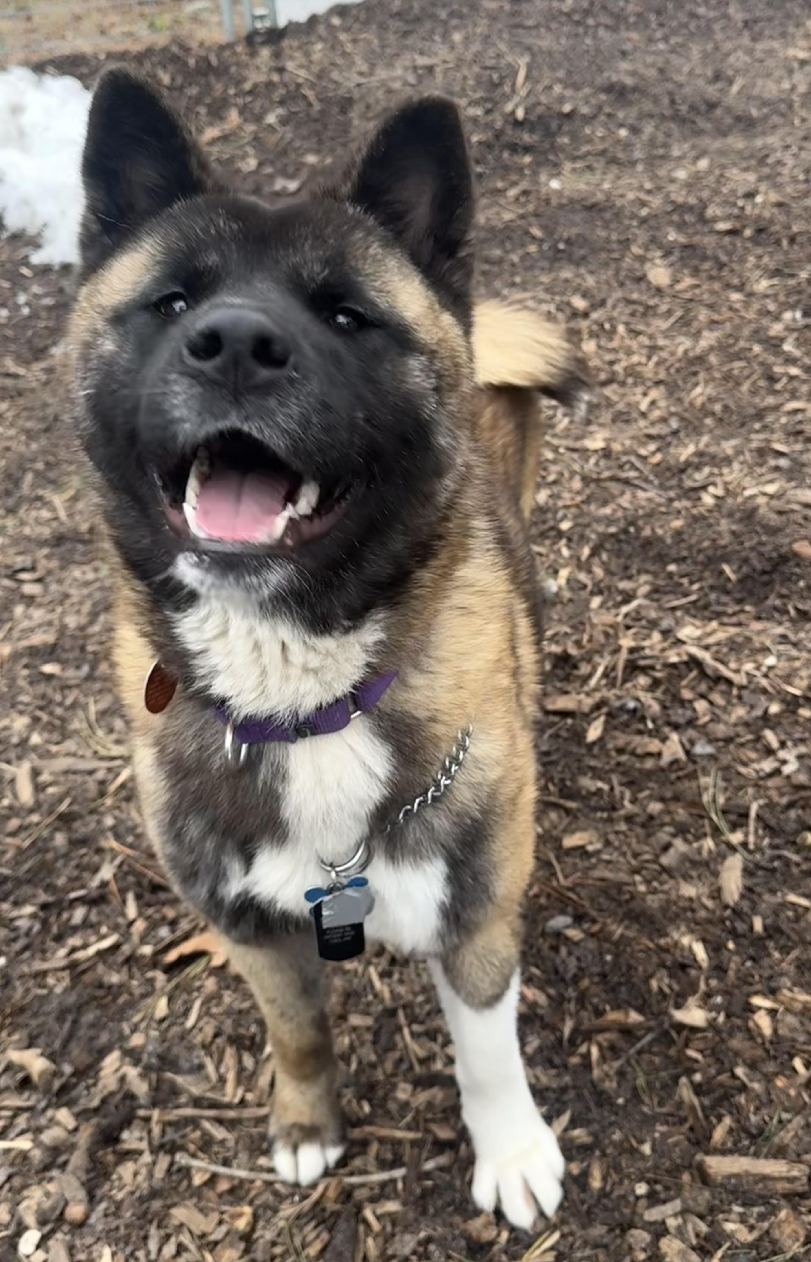 Kitsune, a ADOPTABLE Akita in Toms River, NJ image 1/5