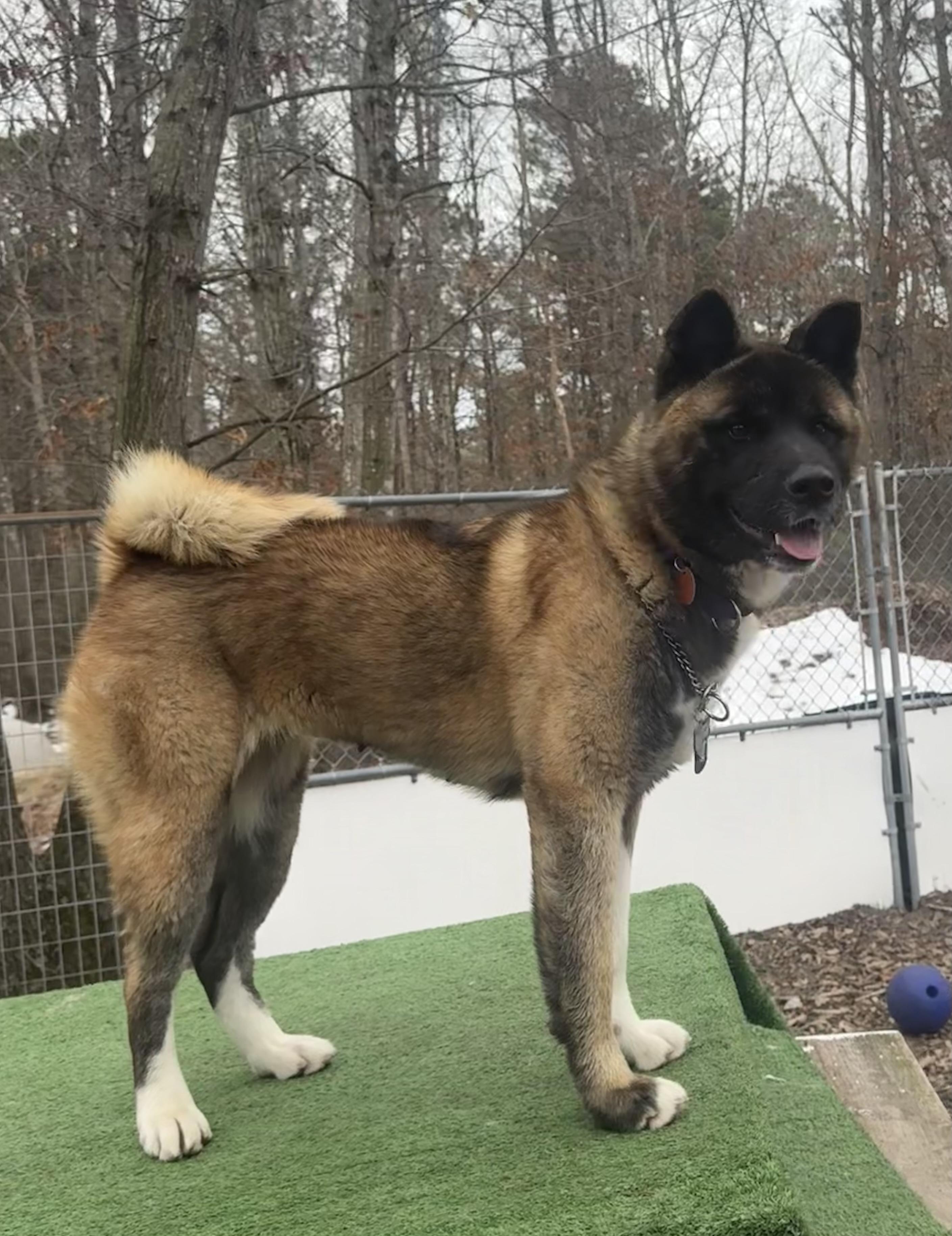 Kitsune, a ADOPTABLE Akita in Toms River, NJ image 3/5