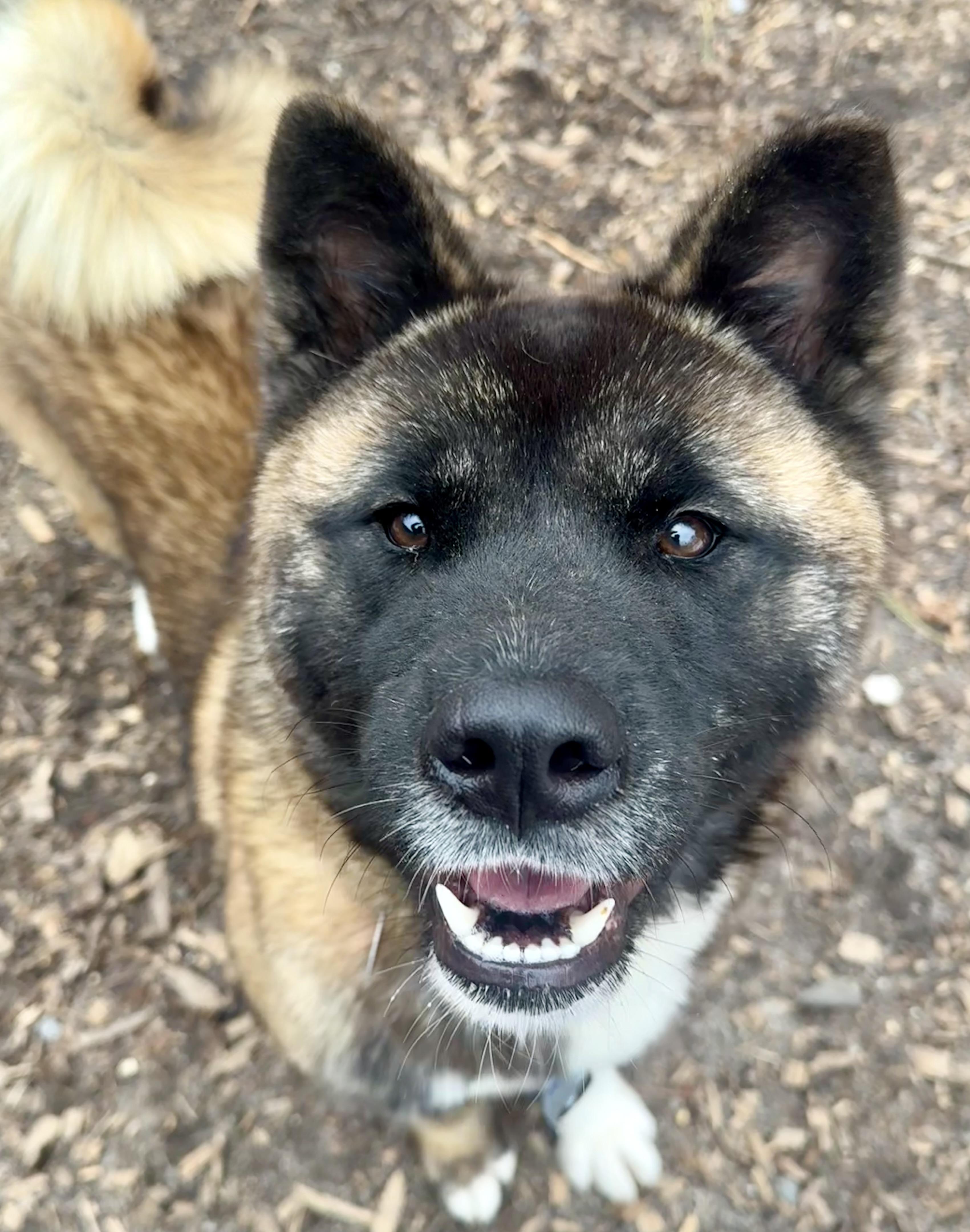 Kitsune, a ADOPTABLE Akita in Toms River, NJ image 2/5