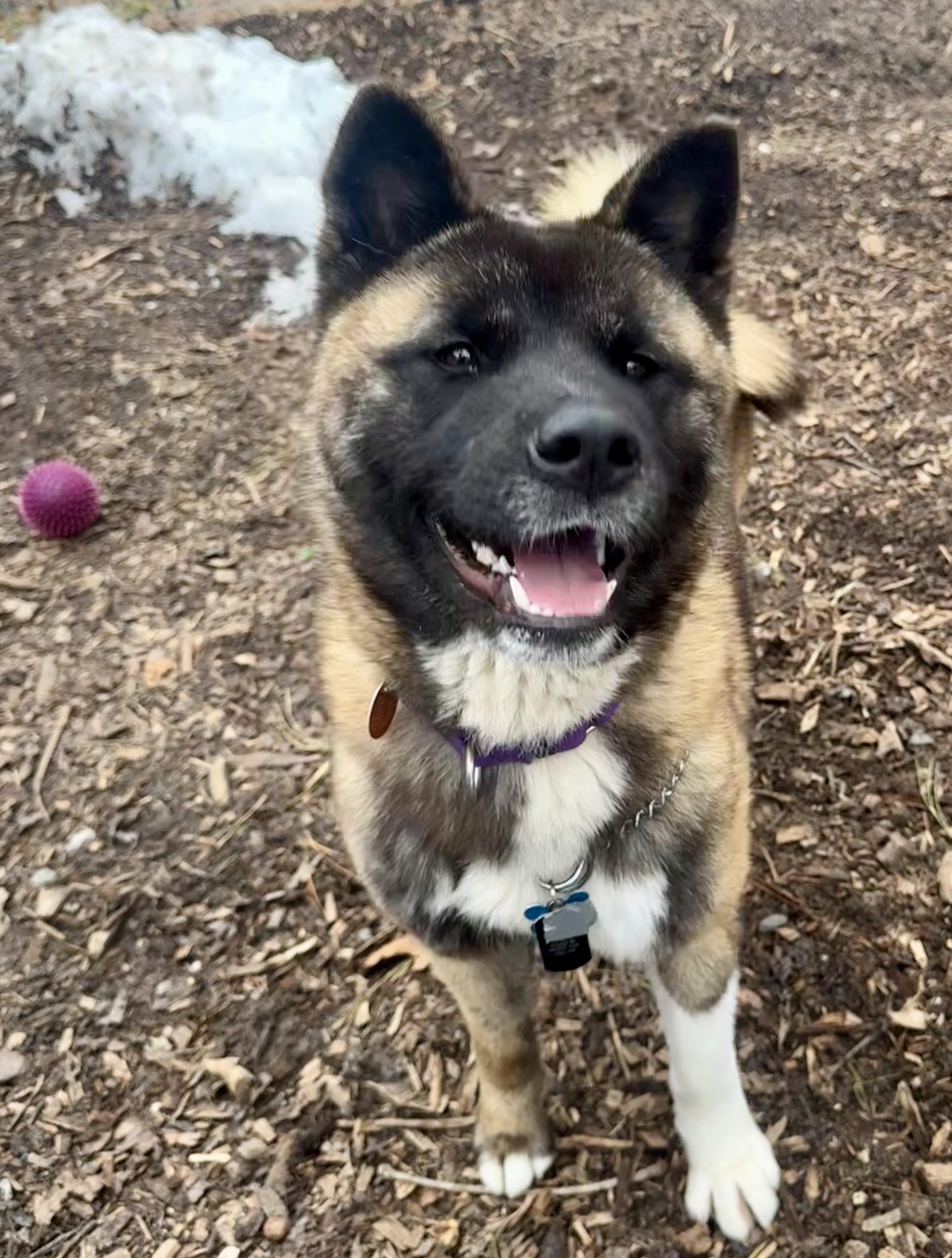 Kitsune, a ADOPTABLE Akita in Toms River, NJ image 5/5