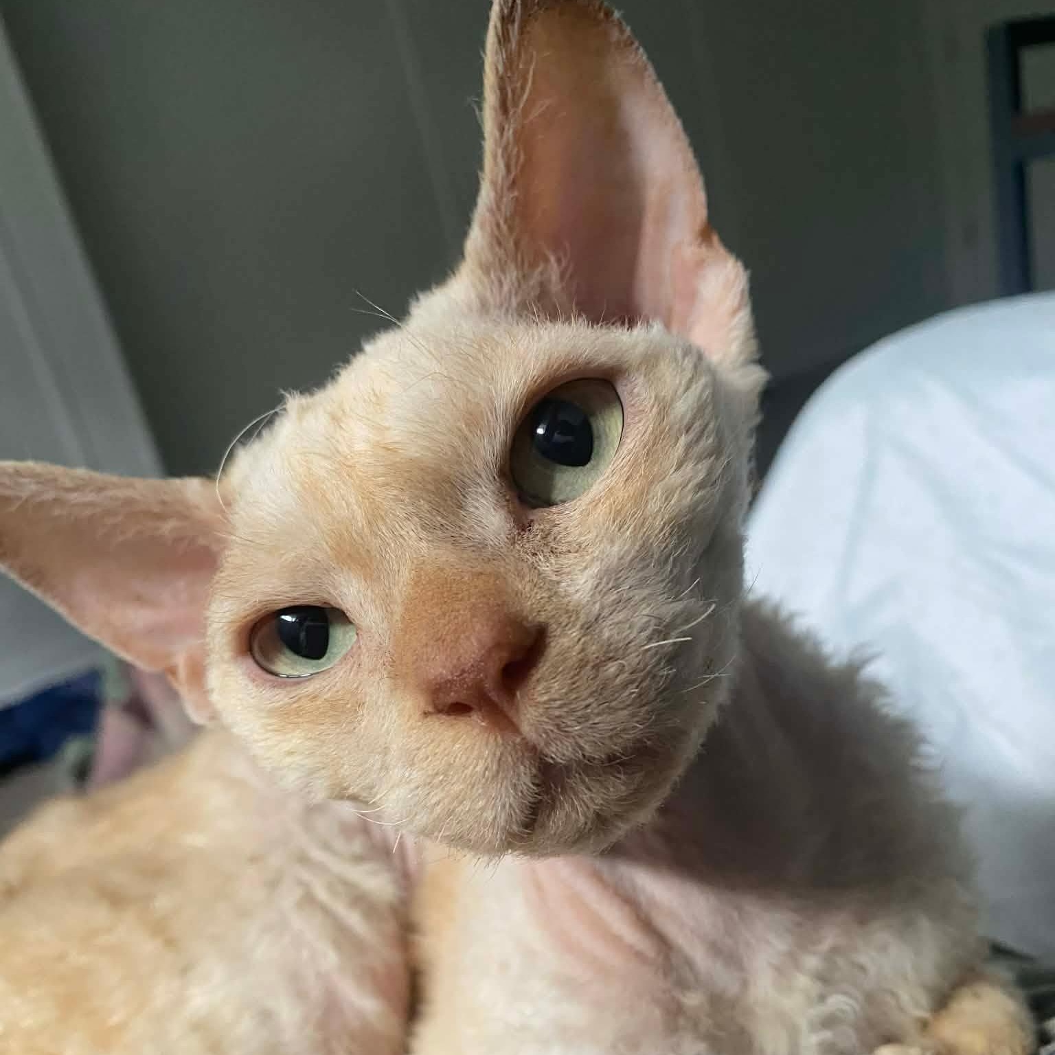 Lewis, Adoptable, Adult Male Devon Rex.
