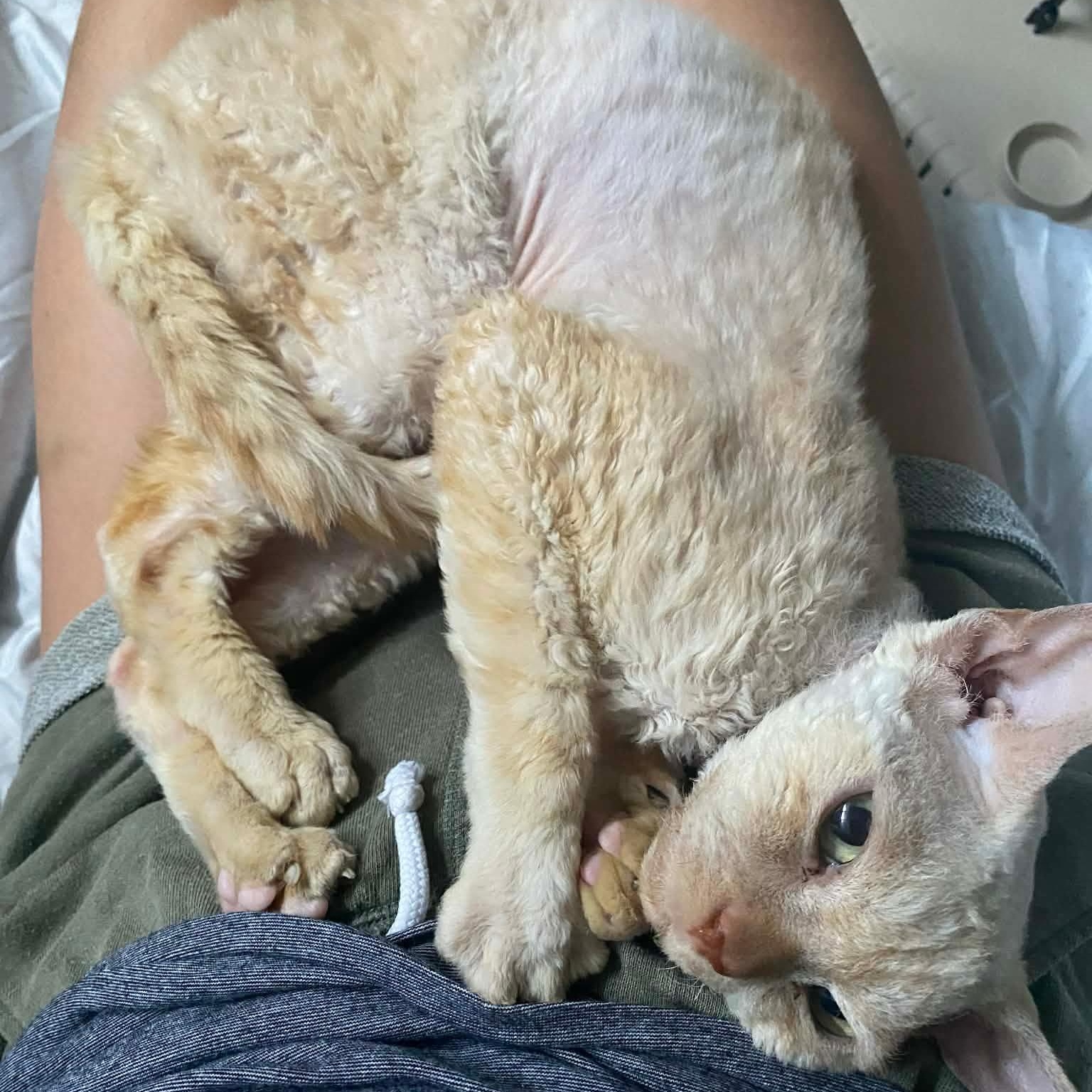 Enlarge Lewis, a Adoptable Devon Rex in Kirkland, QC image 3/3