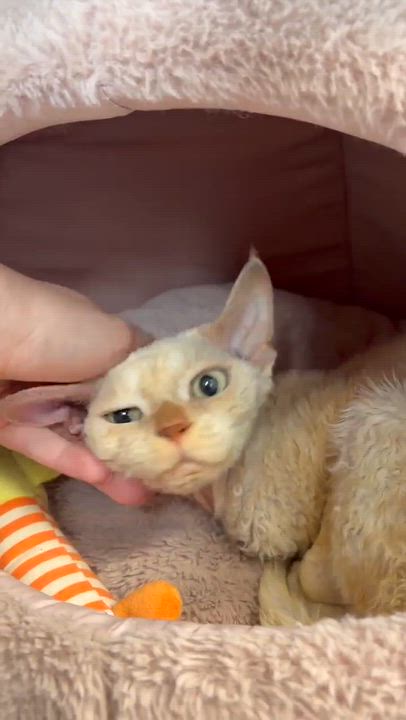 Enlarge Lewis, a Adoptable Devon Rex in Kirkland, QC video 2/3