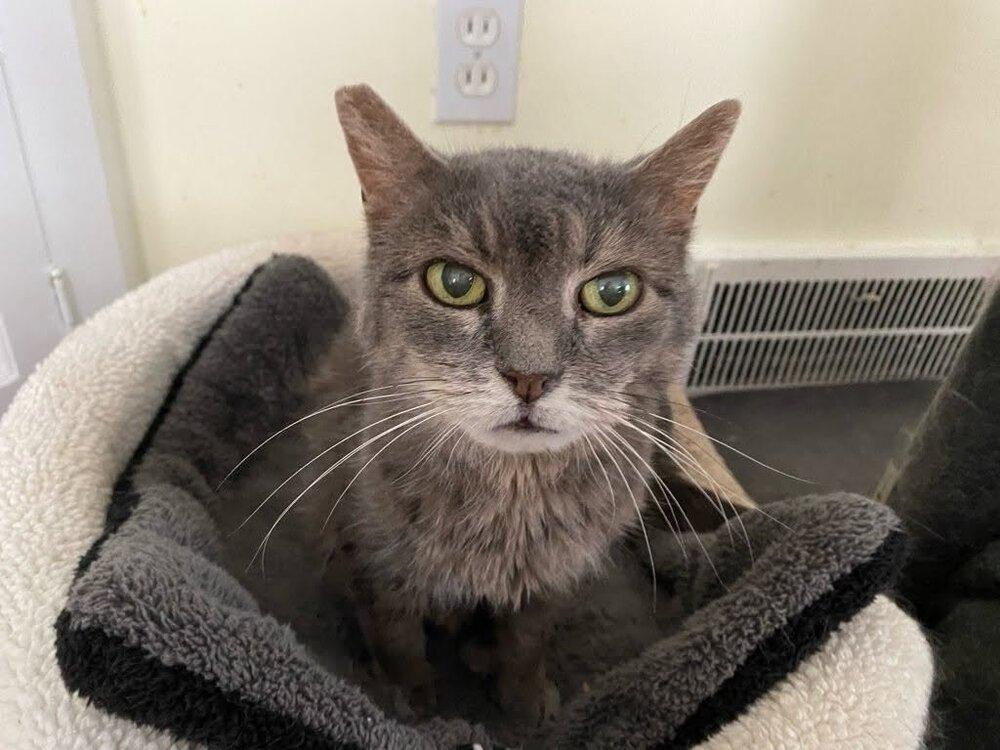 Momcat, Adoptable, Senior Female Domestic Short Hair.