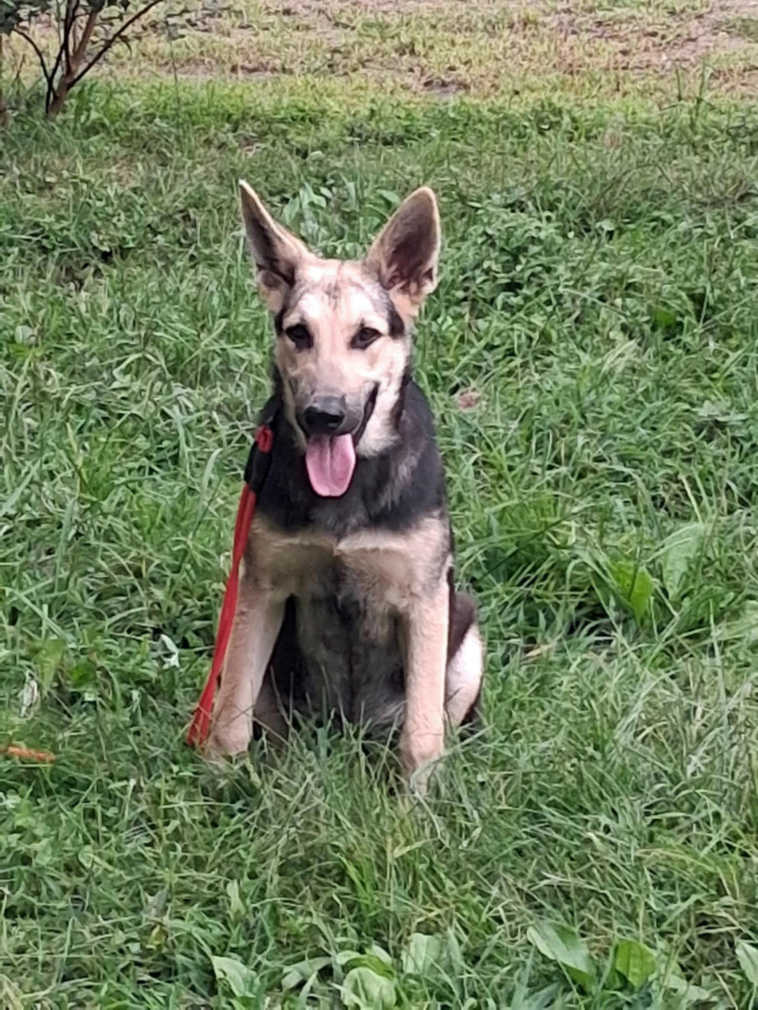 Luna (Community Assist)