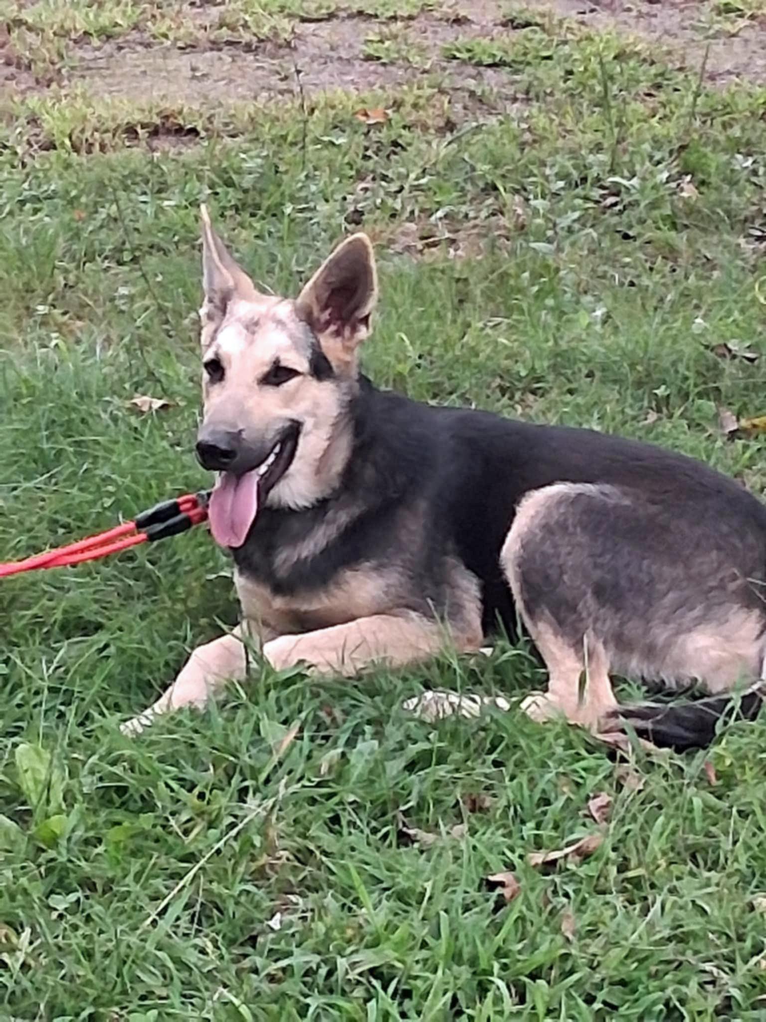 Luna (Community Assist)