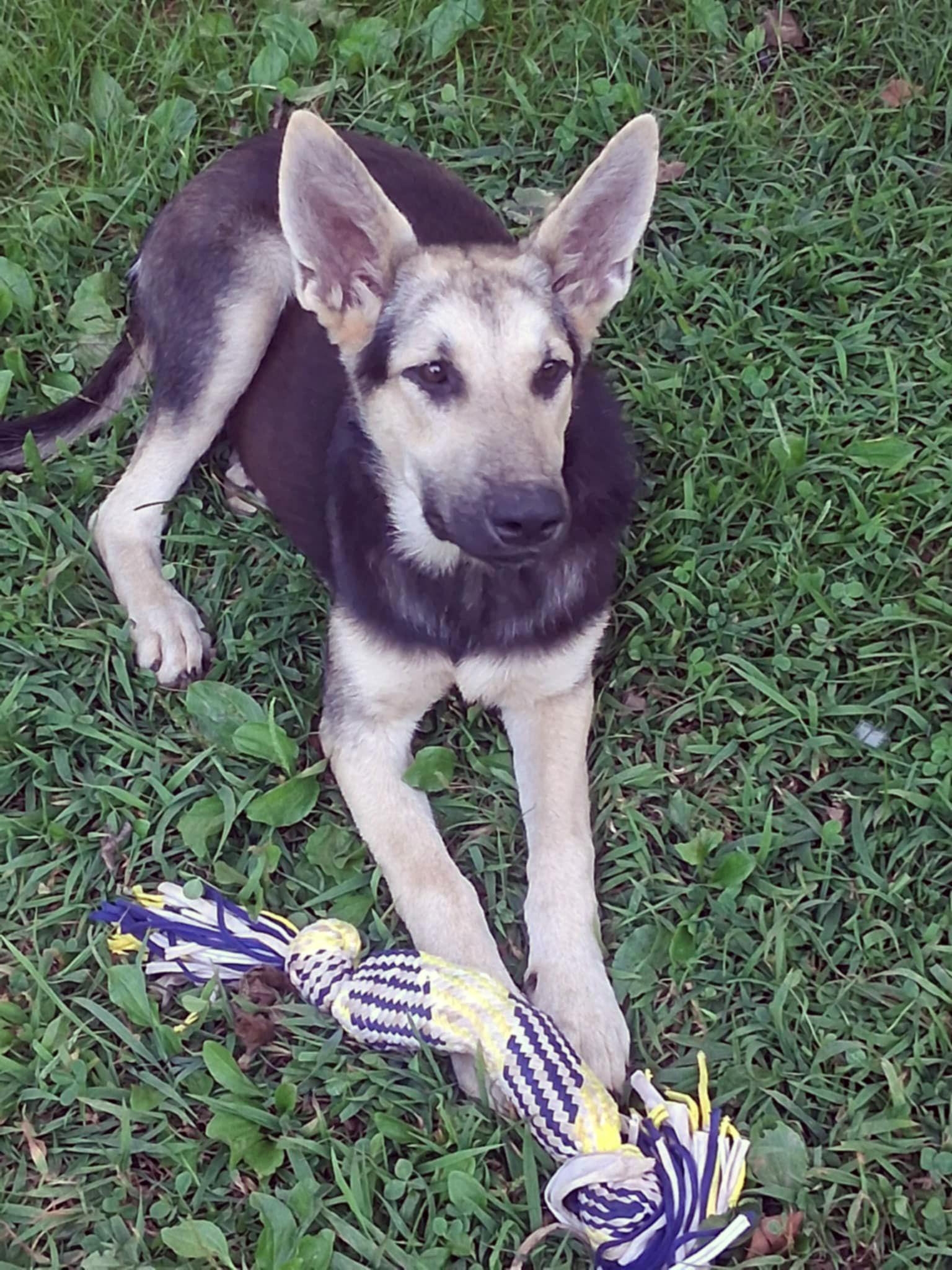 Luna (Community Assist)