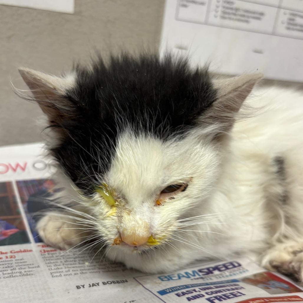 Catenella, Adoptable, Kitten Male Domestic Short Hair.