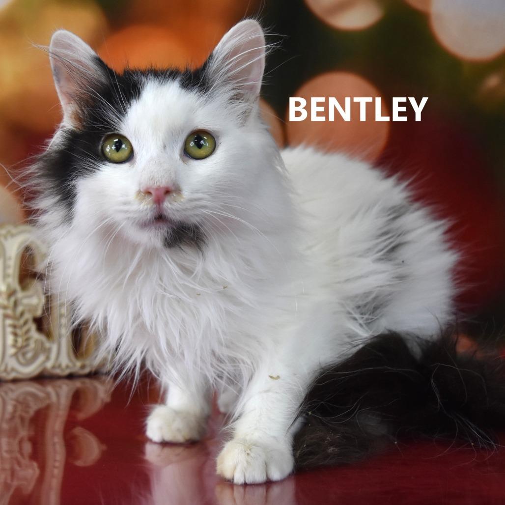 Bentley, Adoptable, Kitten Male Domestic Short Hair.