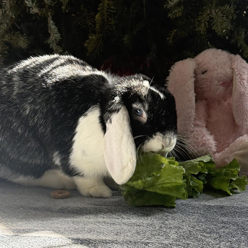 Enlarge Bailey, a Adoptable Lop Eared in Houston, TX image 1/6