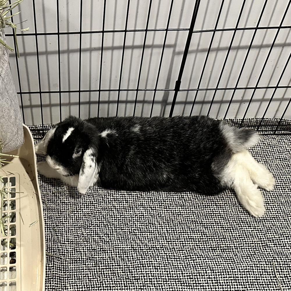 Enlarge Bailey, a Adoptable Lop Eared in Houston, TX image 2/6
