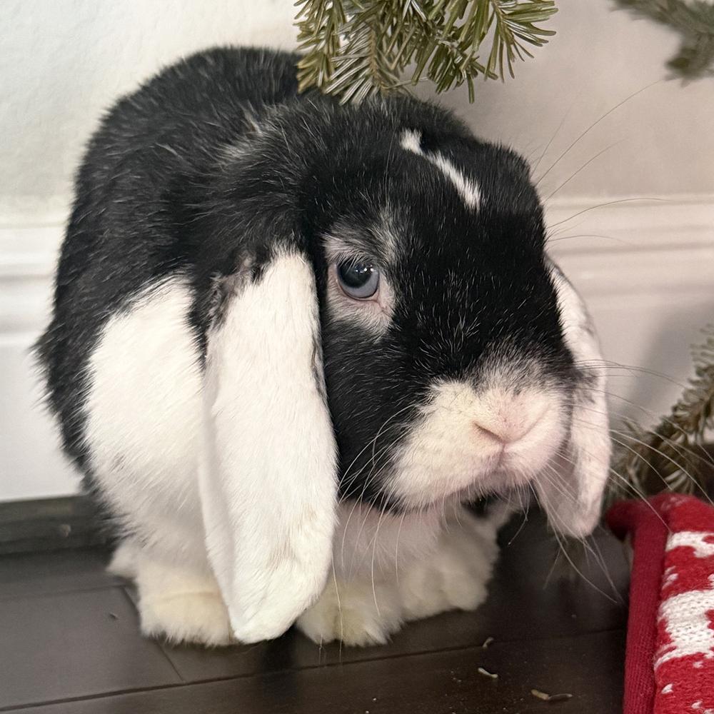 Enlarge Bailey, a Adoptable Lop Eared in Houston, TX image 3/6