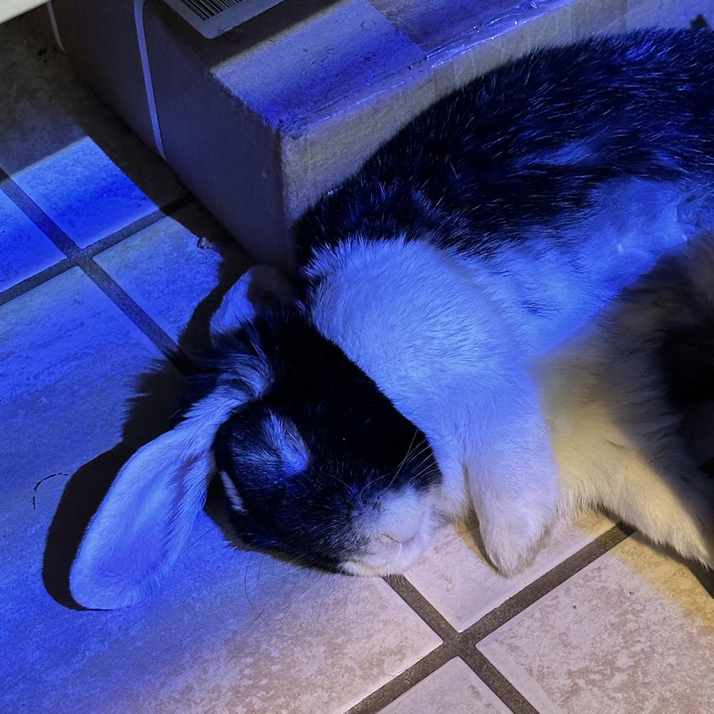 Enlarge Bailey, a Adoptable Lop Eared in Houston, TX image 4/6