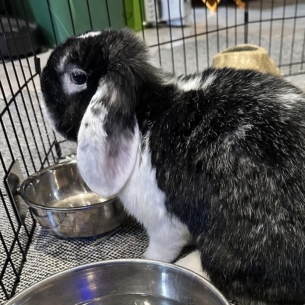 Enlarge Bailey, a Adoptable Lop Eared in Houston, TX image 5/6
