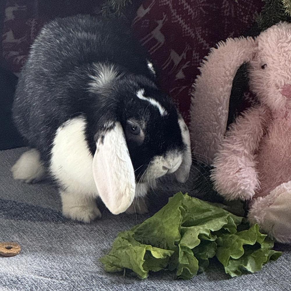 Enlarge Bailey, a Adoptable Lop Eared in Houston, TX image 6/6