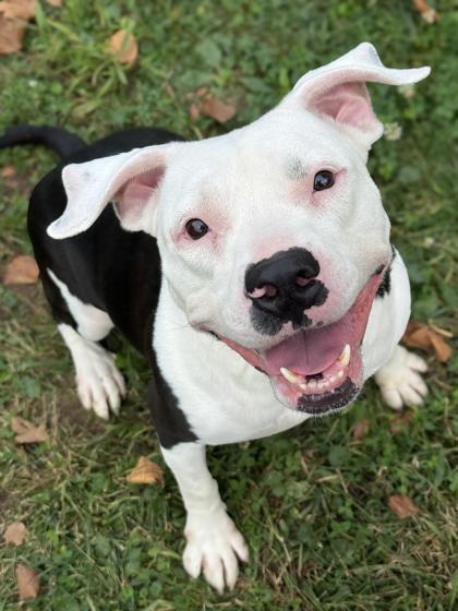 Enlarge Ginger, a Adoptable mixed breed in Anderson, IN image 2/3