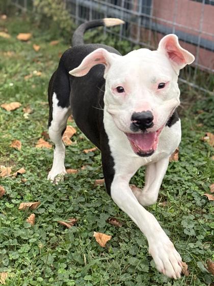 Enlarge Ginger, a Adoptable mixed breed in Anderson, IN image 3/3